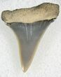 Sharp Fossil Mako Tooth - Calvert Cliffs, Maryland #26724-1